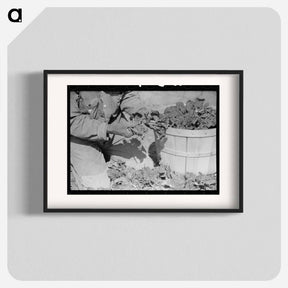 アートポスター-Spinach Cutter, La Pryor, Texas
 - ラッセル リー Poster.
