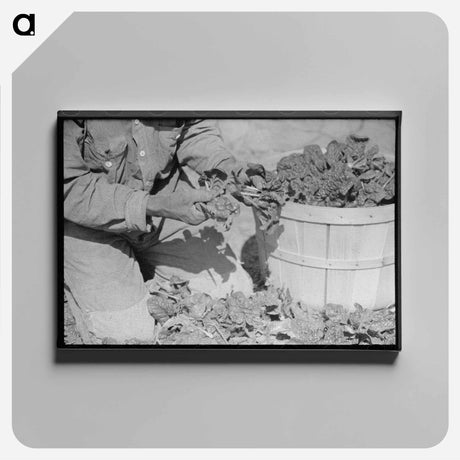 アートパネル-Spinach Cutter, La Pryor, Texas
 - ラッセル リー Canvas.