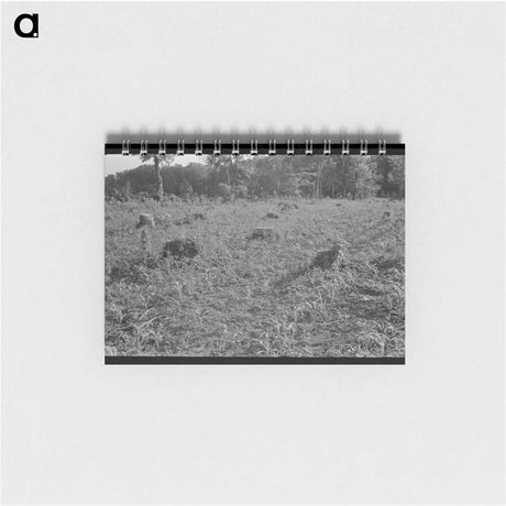 アートメモ帳-Corn on Freshly Cut Land
 - ラッセル リー Memo.