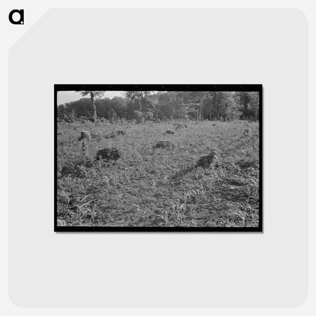アートポストカード-Corn on Freshly Cut Land
 - ラッセル リー Postcard.