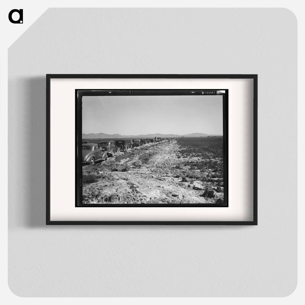 Pea field during harvest on Sinclair Ranch, near Calipatria, Imperial Valley, California - Dorothea Lange Poster.