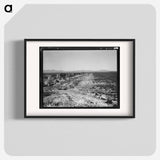 Pea field during harvest on Sinclair Ranch, near Calipatria, Imperial Valley, California - Dorothea Lange Poster.