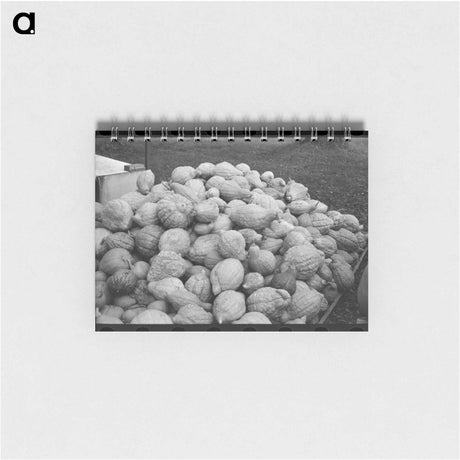 アートメモ帳-Squash Near Berlin
 - ラッセル リー Memo.