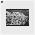 アートポストカード-Squash Near Berlin
 - ラッセル リー Postcard.