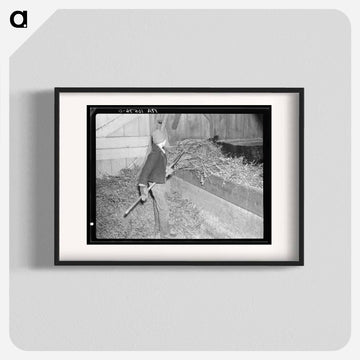 Hay for the Cattle
 - ラッセル リー Poster.