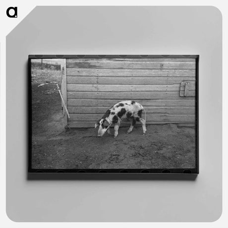 アートパネル-McDermott's Hogs
 - ラッセル リー Canvas.
