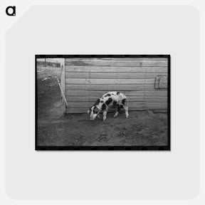 アートポストカード-McDermott's Hogs
 - ラッセル リー Postcard.