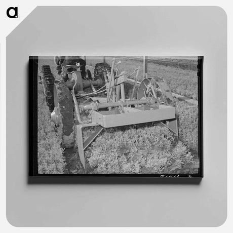 アートパネル-Guayule Nursery
 - ラッセル リー Canvas.