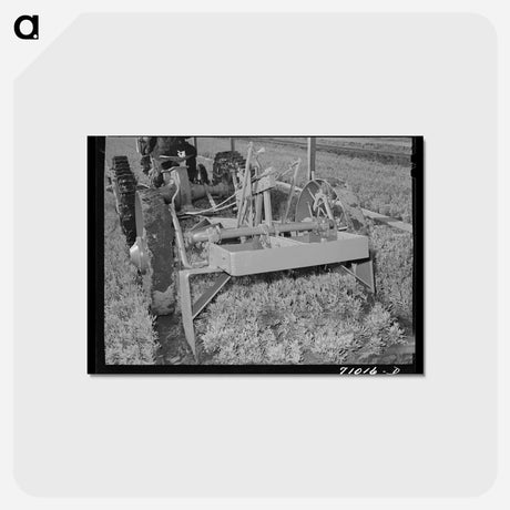 アートポストカード-Guayule Nursery
 - ラッセル リー Postcard.