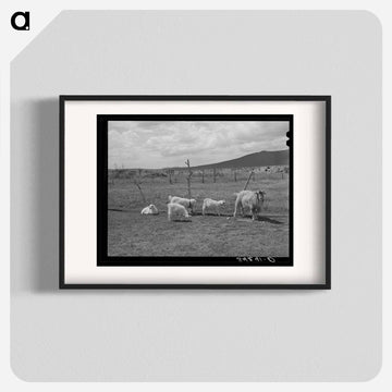 Goats Near Questa
 - ラッセル リー Poster.