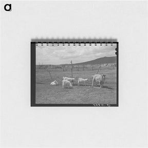 アートメモ帳-Goats Near Questa
 - ラッセル リー Memo.