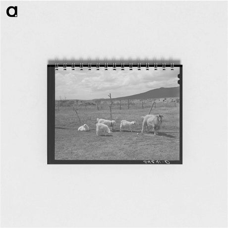 アートメモ帳-Goats Near Questa
 - ラッセル リー Memo.