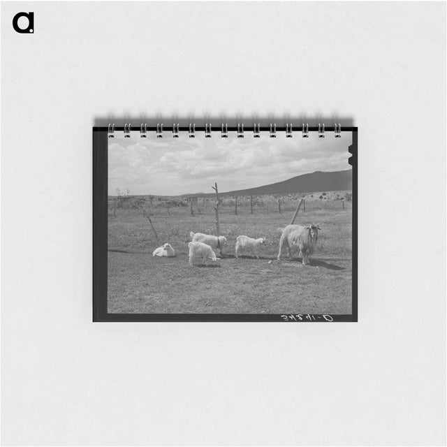 アートメモ帳-Goats Near Questa
 - ラッセル リー Memo.