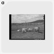 アートポストカード-Goats Near Questa
 - ラッセル リー Postcard.