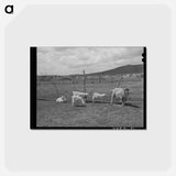 アートポストカード-Goats Near Questa
 - ラッセル リー Postcard.