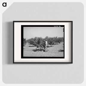 アートポスター-Cache County Orchard
 - ラッセル リー Poster.