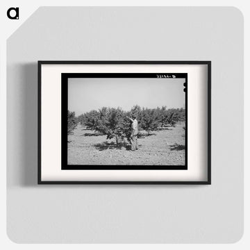 Cache County Orchard
 - ラッセル リー Poster.