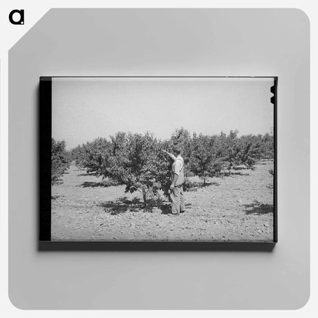 アートパネル-Cache County Orchard
 - ラッセル リー Canvas.
