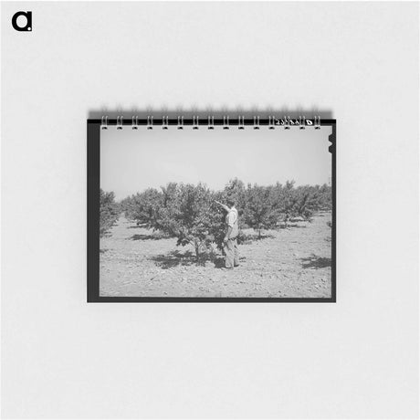 アートメモ帳-Cache County Orchard
 - ラッセル リー Memo.