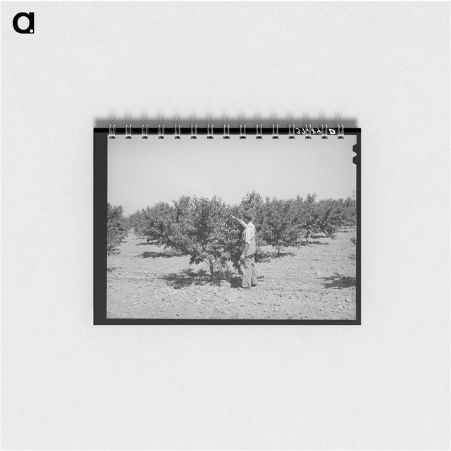 アートメモ帳-Cache County Orchard
 - ラッセル リー Memo.