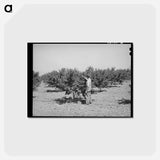 アートポストカード-Cache County Orchard
 - ラッセル リー Postcard.