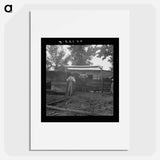 Untitled photo, possibly related to: Noon time chores of tenant farmer: feeding the pigs. Granville County, North Carolina - ドロテア ラング Poster.