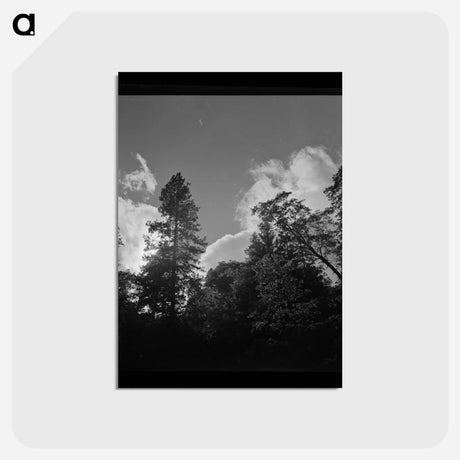 アートポストカード-Shasta County Trees and Clouds
 - ラッセル リー Postcard.