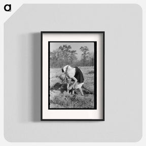 アートポスター-Children of Sharecropper with Sweet Potatoes
 - ラッセル リー Poster.