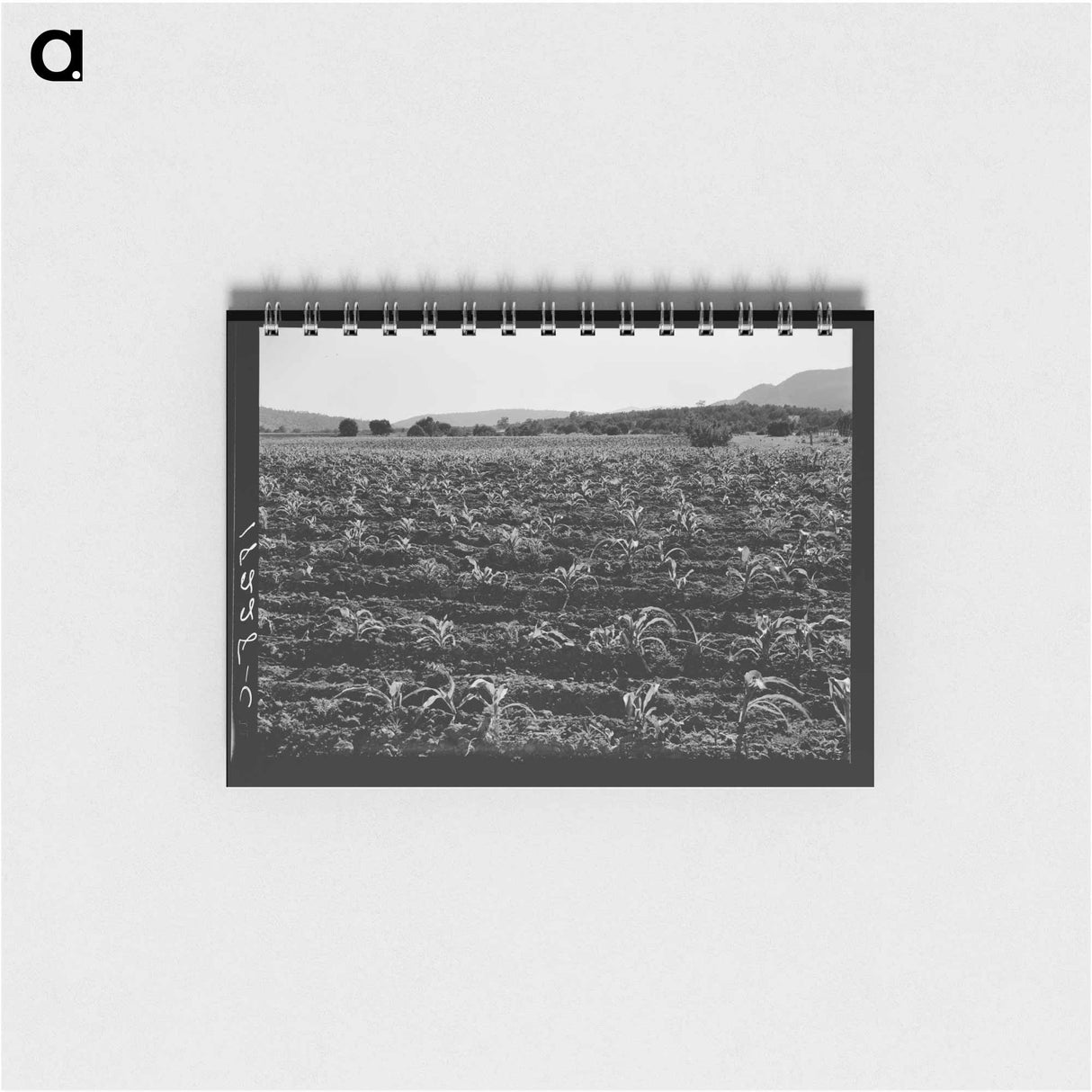 Untitled photo - ドロテア ラング Memo.