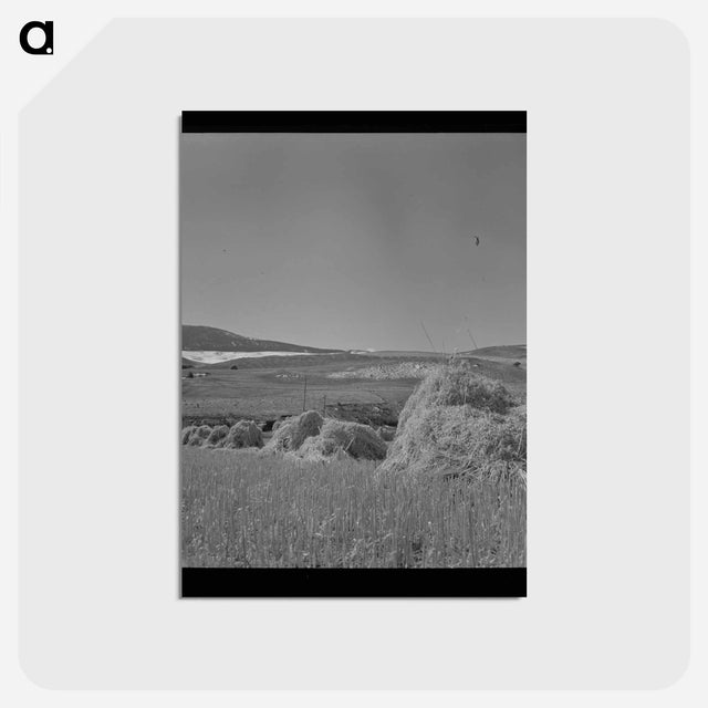 アートポストカード-Oats
 - ラッセル リー Postcard.