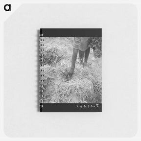 アートメモ帳-Thirteen year old daughter of sharecropper planting sweet potatoes - ドロテア ラング Memo.