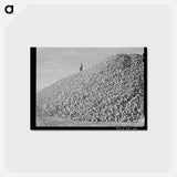 アートポストカード-Sugar Beets, Canyon County
 - ラッセル リー Postcard.