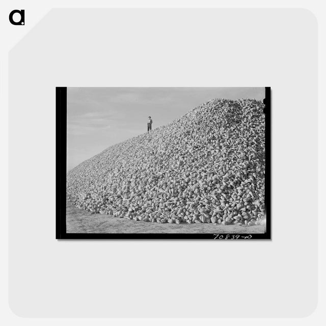 アートポストカード-Sugar Beets, Canyon County
 - ラッセル リー Postcard.