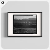 Irrigated fields of Acala cotton - Dorothea Lange Poster.