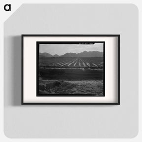 アートポスター-Irrigated fields of Acala cotton - ドロテア ラング Poster.