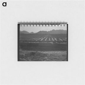 アートメモ帳-Irrigated fields of Acala cotton - ドロテア ラング Memo.