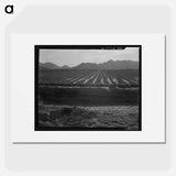 Irrigated fields of Acala cotton - Dorothea Lange Poster.