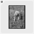 アートポストカード-Blueberry Picker
 - ラッセル リー Postcard.