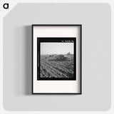 View of sugar beet field with crew loading truck for Nyssa factory - Dorothea Lange Poster.