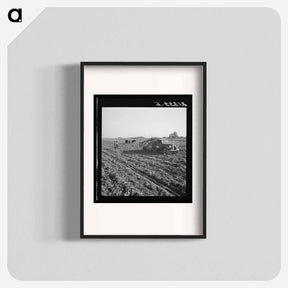 アートポスター-View of sugar beet field with crew loading truck for Nyssa factory - ドロテア ラング Poster.