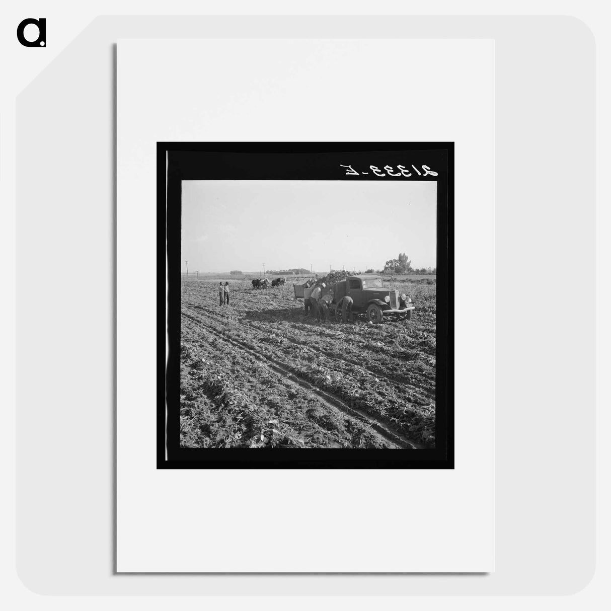 View of sugar beet field with crew loading truck for Nyssa factory - Dorothea Lange Poster.