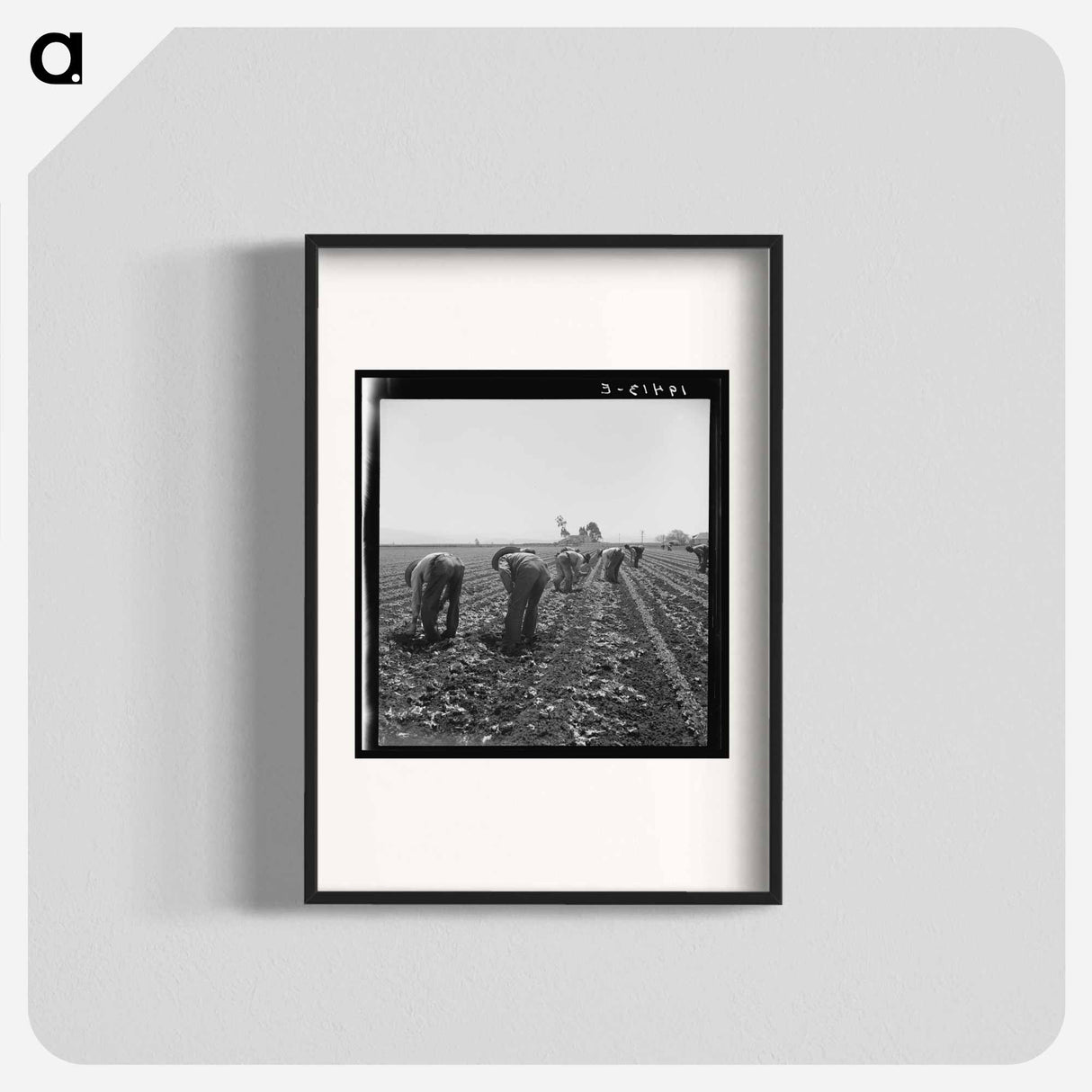 Gang of Filipino boys thinning lettuce - Dorothea Lange Poster.