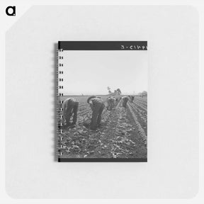 アートメモ帳-Gang of Filipino boys thinning lettuce - ドロテア ラング Memo.