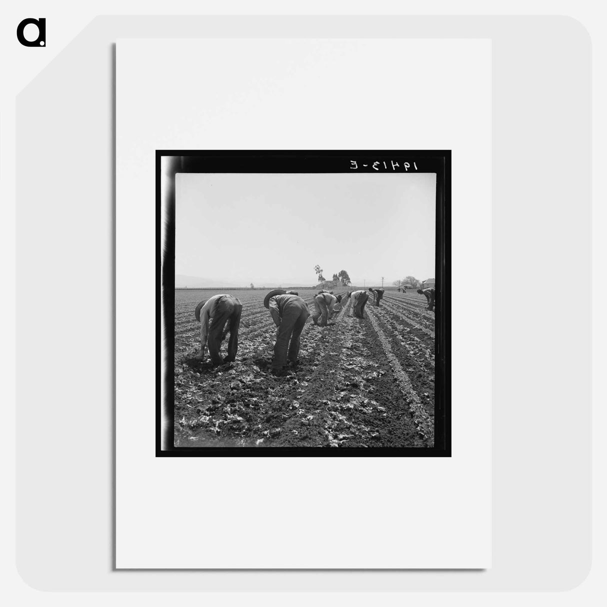 Gang of Filipino boys thinning lettuce - Dorothea Lange Poster.