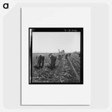 Gang of Filipino boys thinning lettuce - Dorothea Lange Poster.