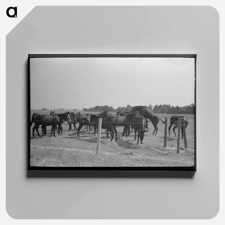 アートパネル-Mules, Lake Dick
 - ラッセル リー Canvas.
