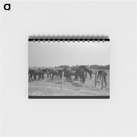 アートメモ帳-Mules, Lake Dick
 - ラッセル リー Memo.