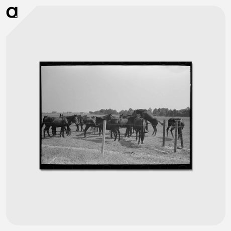 アートポストカード-Mules, Lake Dick
 - ラッセル リー Postcard.