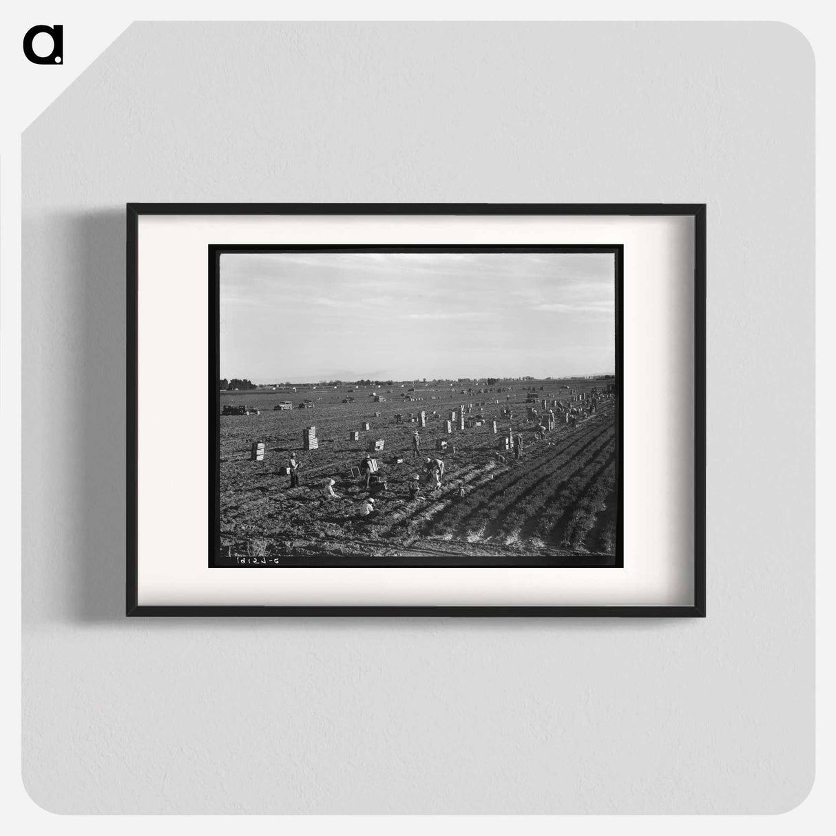 Near Meloland, Imperial Valley - Dorothea Lange Poster.