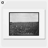 Near Meloland, Imperial Valley - Dorothea Lange Poster.